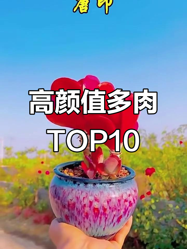 10种高颜值多肉植物，看看你最喜欢哪一款？