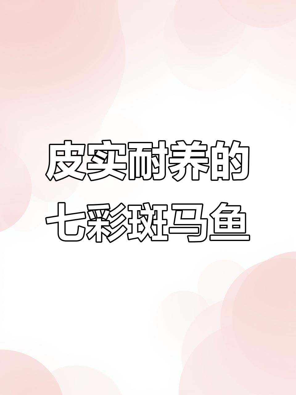 七彩斑马鱼:低维护高颜值,新手养鱼的理想选择