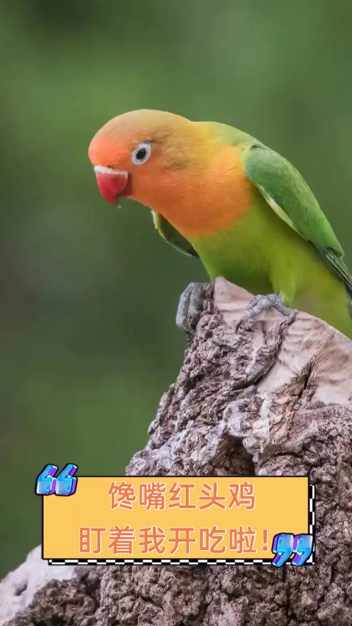 馋嘴红头鸡,盯着我开吃啦!