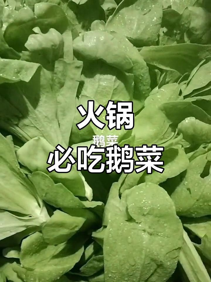 火锅必备!鹅菜,义菜的独特美味