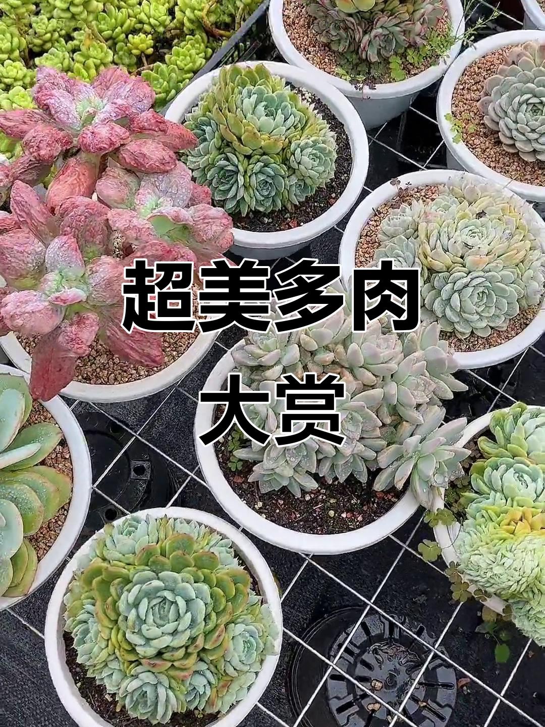 完美手捧荷花、墨西哥雪球，超美多肉合集