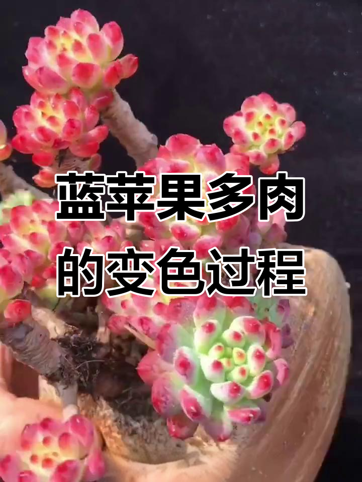 蓝苹果多肉：从细长叶到紧凑红株的美丽转变