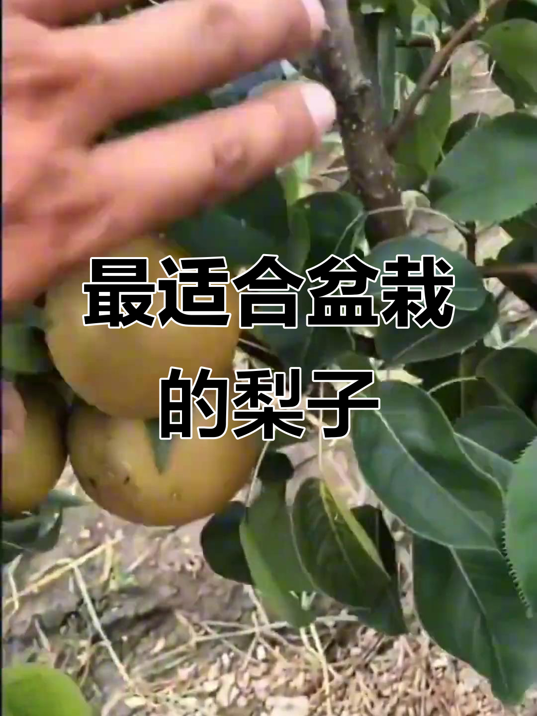 梨子品种大揭秘,哪种最适合盆栽种植?