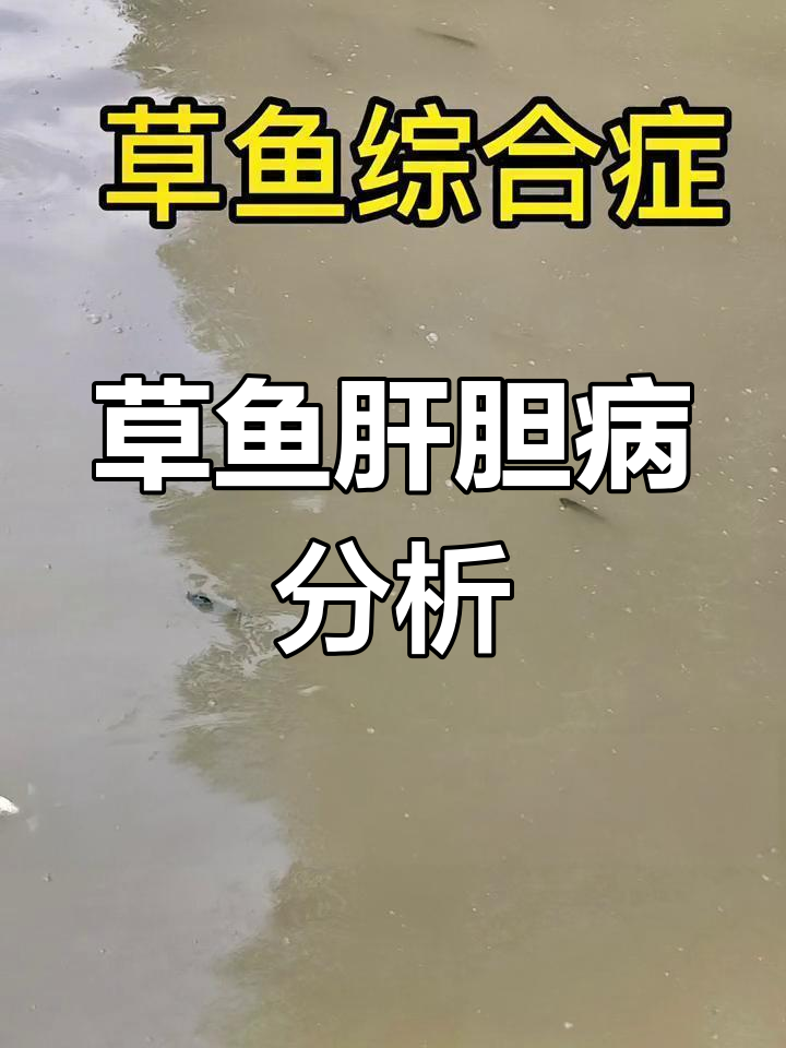 草鱼肝胆综合症症状解析,乌头纹、内出血等严重问题
