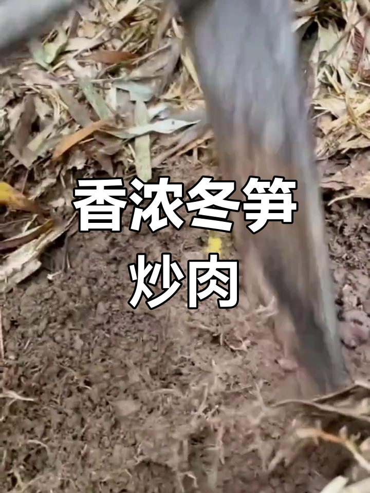 新鲜冬笋,炒肉更美味