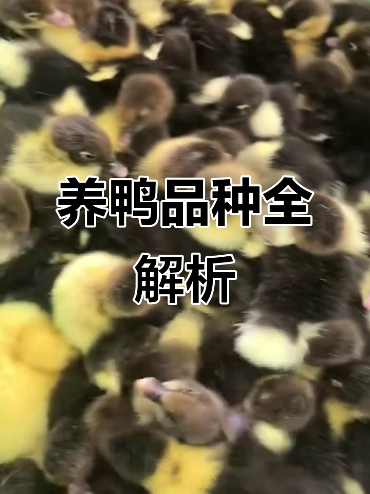 番鸭、鸳鸯鸭、西洋鸭等品种大揭秘,火鸭和麝香鸭你了解吗?