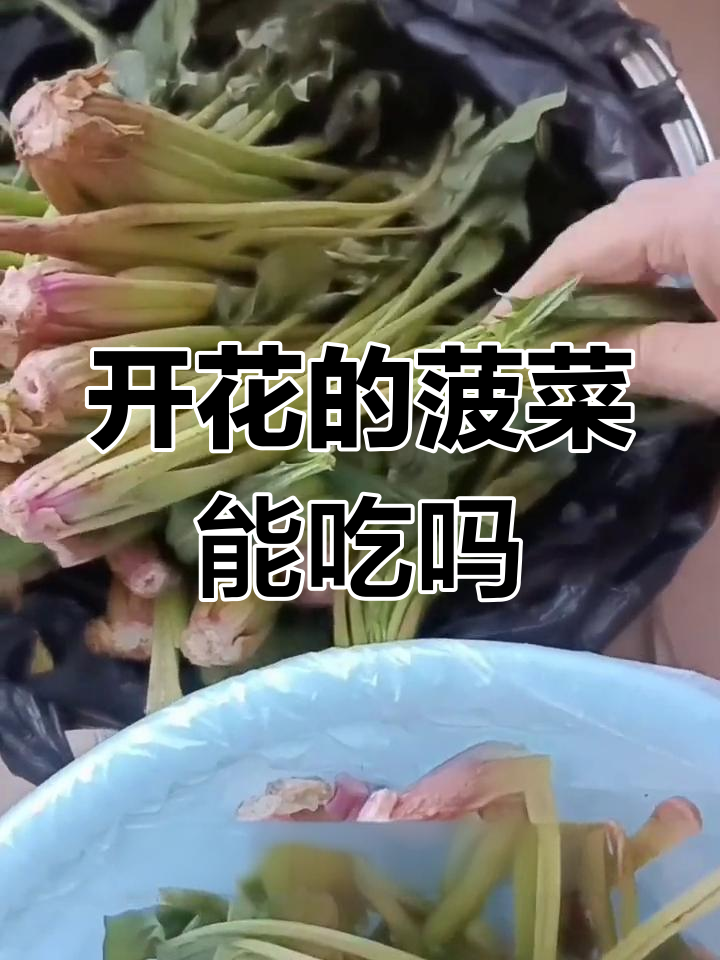 菠菜开花还能吃吗?
