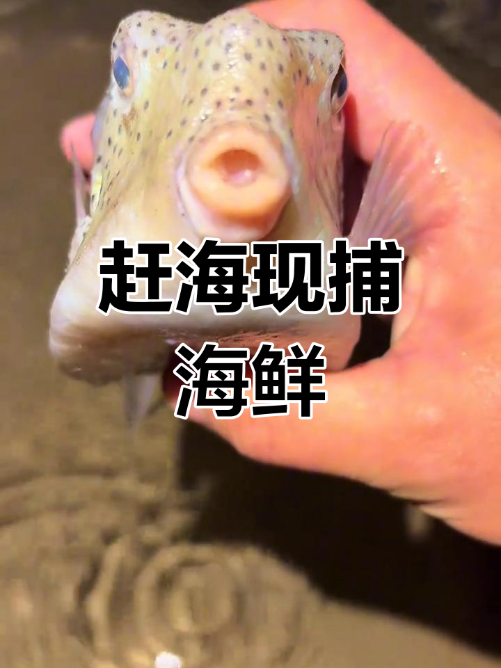 海边抓鱼吃,草莓鱼好漂亮