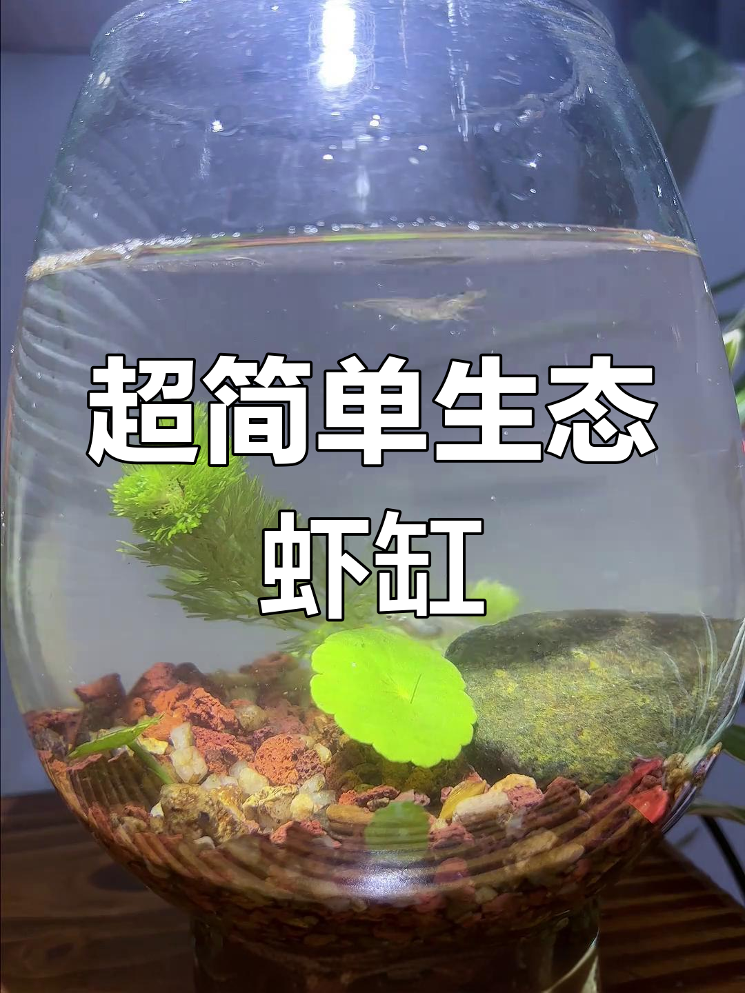 20元打造简易生态虾缸,轻松维护