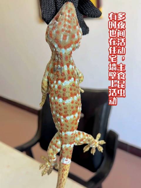 「大叔提桶擒获大壁虎扭送派出所」近日,云南普洱,一村民家附近,连续八天一到夜晚就出现不明叫