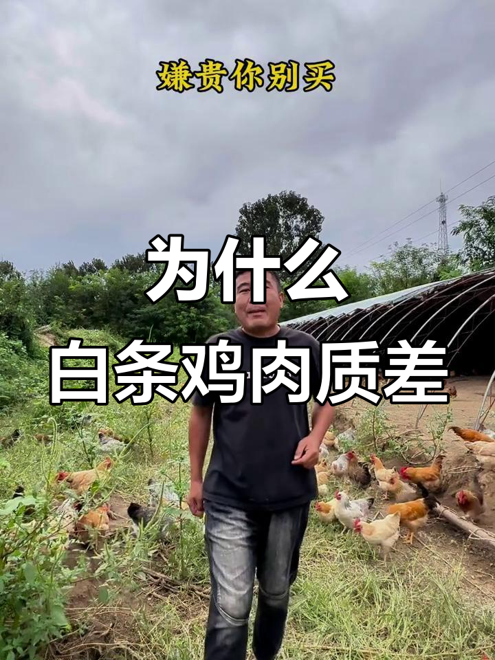 白条鸡为何不好吃?揭秘养殖成本与口感差距