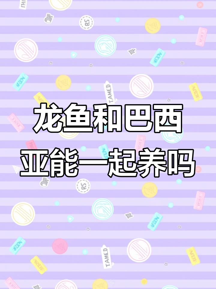龙鱼与巴西亚能否和平共处？混养实验开启