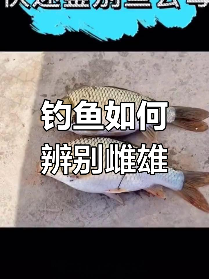 如何分辨公母鱼?放流技巧大揭秘