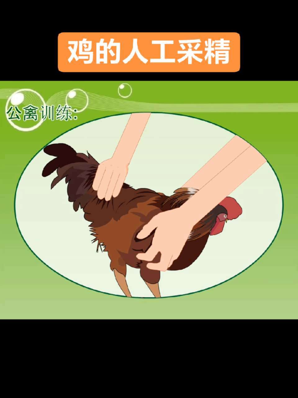 畜牧养殖～鸡的人工采精 鸡的人工采精过程,你学会了吗