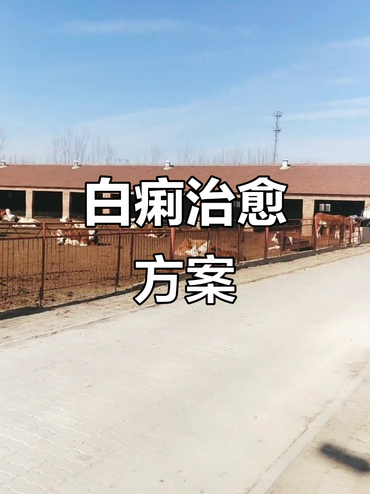犊牛白痢治疗三法:减料、乳酸菌与磺胺对甲