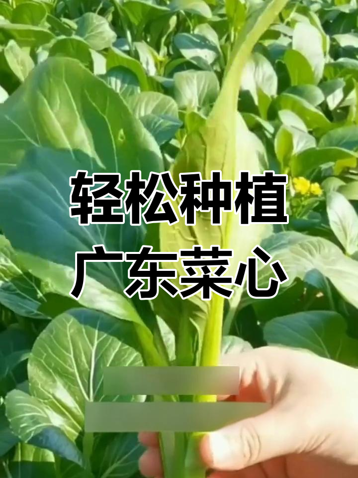 广东菜心四季可种,耐寒耐热口感佳