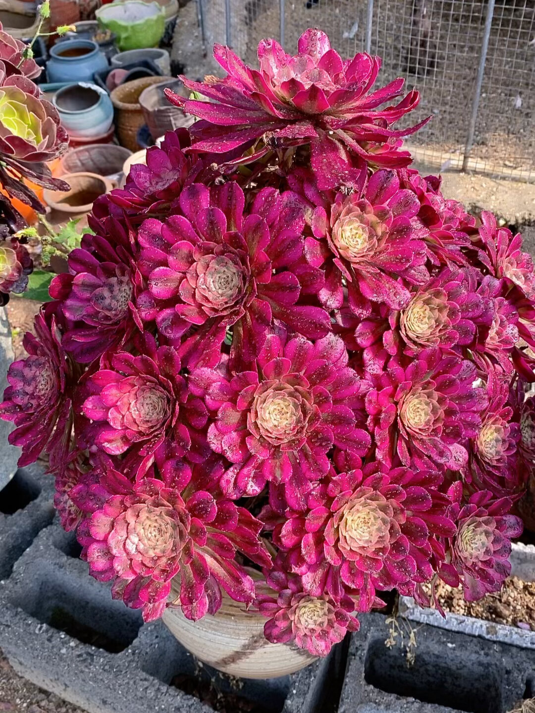 维纳斯法师的颜值