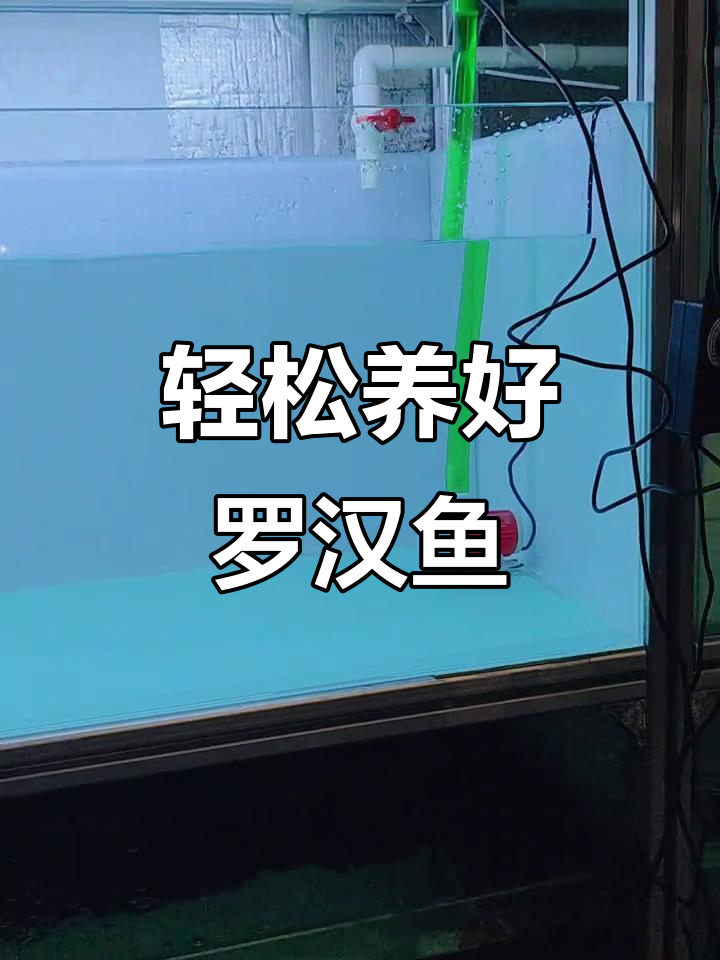 罗汉鱼开缸全攻略：从水质到闯缸鱼的完美设置