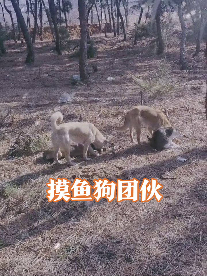 树林惊现摸鱼团伙!狗子们集体躺平晒太阳