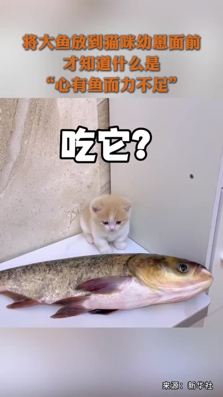 近日，四川，将大鱼放到猫咪幼崽面前，才知道什么是“心有鱼而力不足”