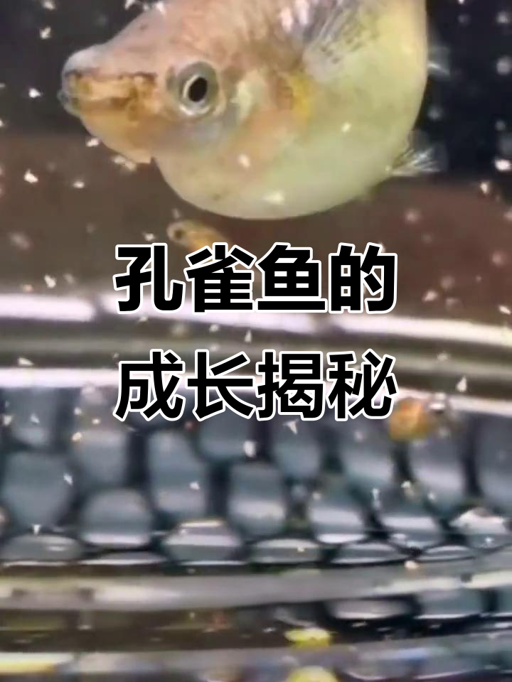 孔雀鱼的一生：从出生到成年的成长历程