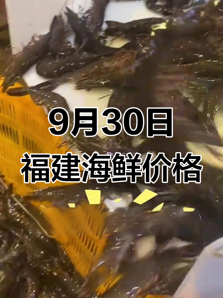 9月30日福建海鲜市场行情,九节虾、黑虎虾特价