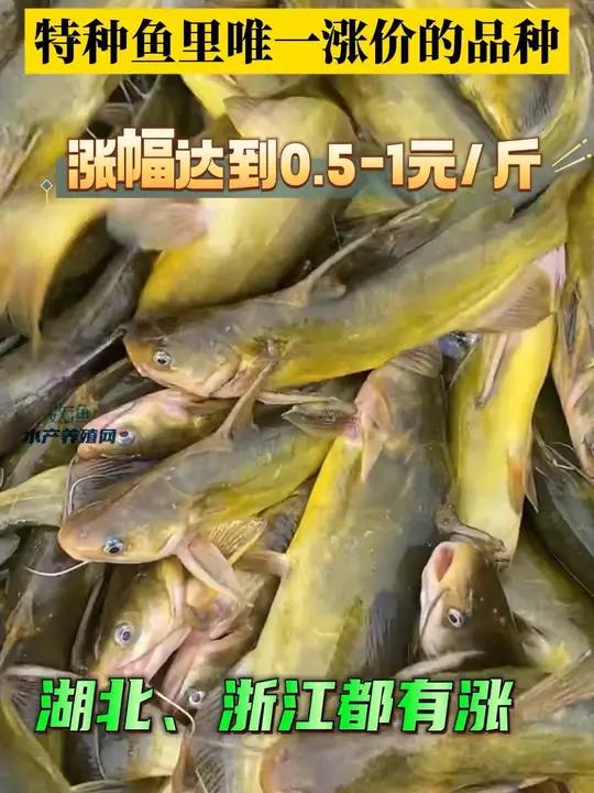 近期,黄颡鱼市场呈现出部分地区价格稳中有涨的态势。预计开春后,黄颡鱼市场行情有望迎来回升
