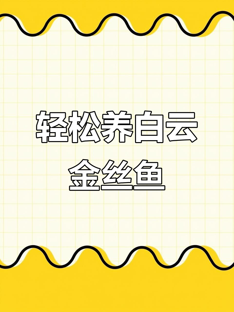 白云金丝鱼:耐低温、温顺易养,观赏性强