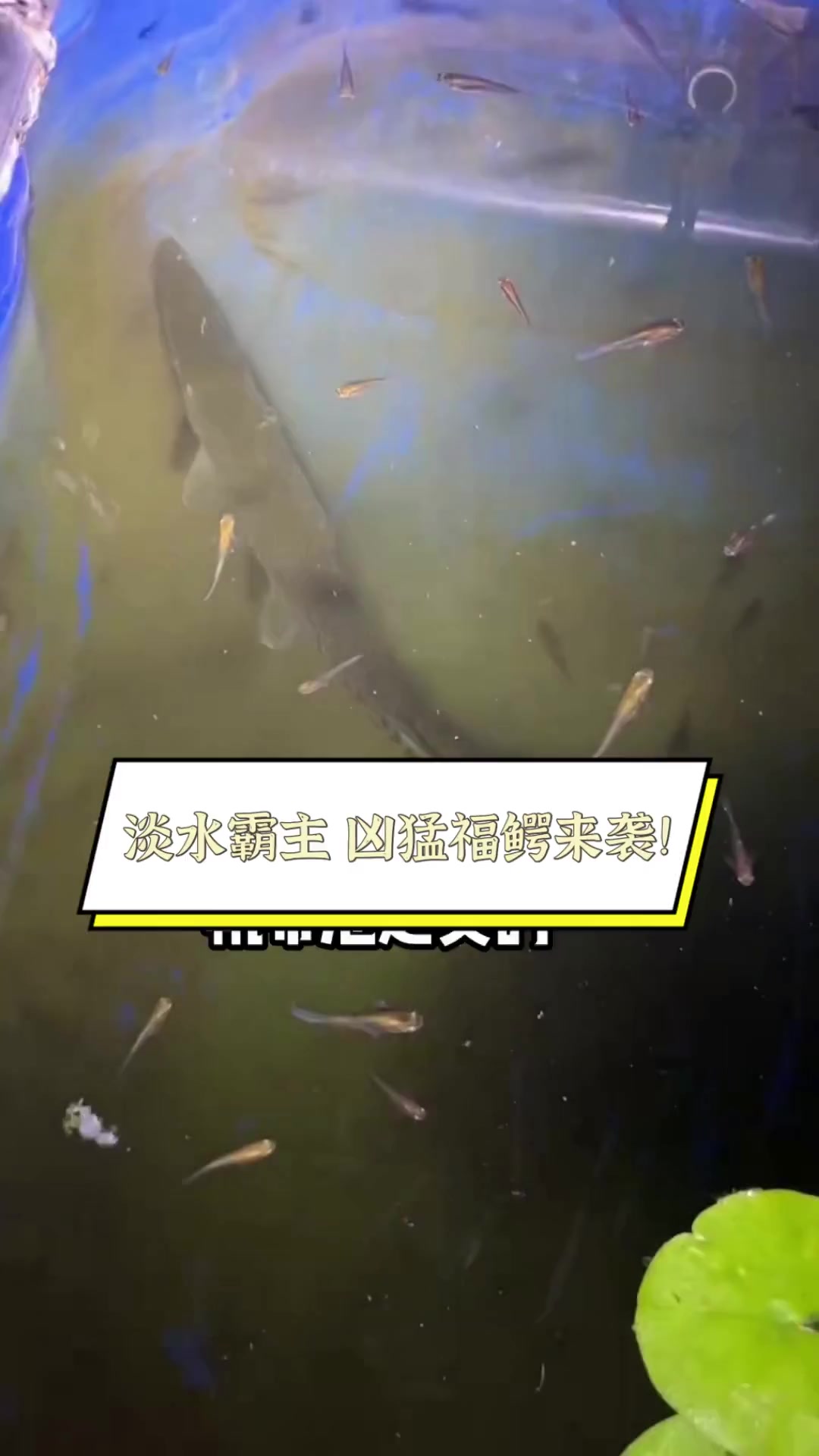 淡水霸主,凶猛福鳄来袭!