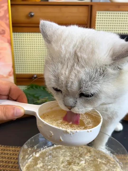 喵咪鳕鱼肉松 妈妈快给我安排这个鳕鱼肉松吧!拌在主食里面可好吃了～猫咪新手养猫萌宠好物科学
