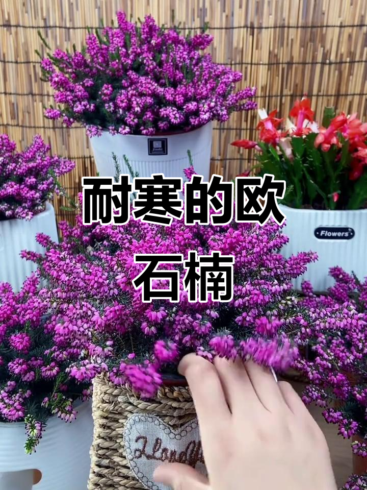 欧石楠:零下30度不惧寒冷,天使之泪般的美丽花卉