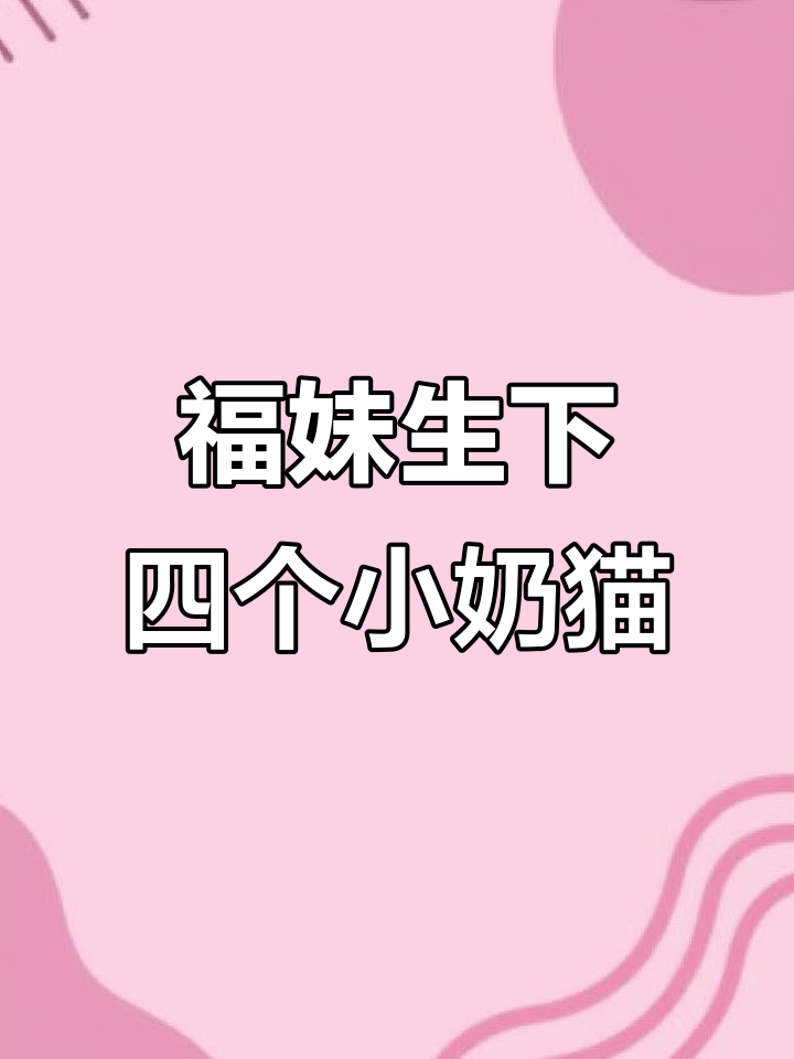 布偶猫当妈妈，四喜汤圆出生超温柔
