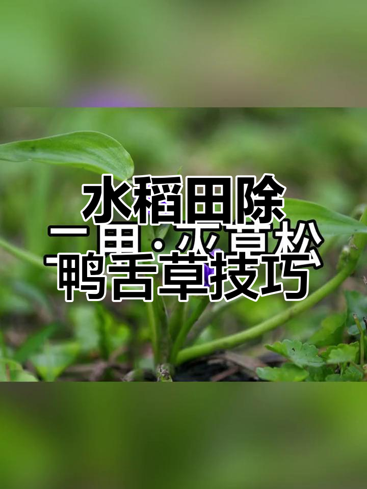 稻田除草必备：鸭舌草防治全攻略