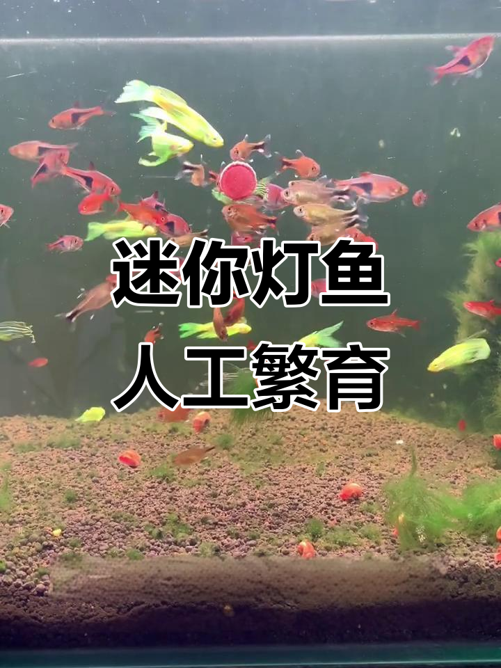 迷你灯鱼繁殖挑战:公母分辨与产卵过程揭秘