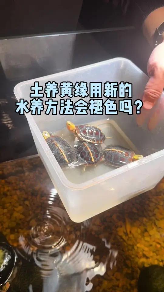土养黄缘用新的水养方法会褪色吗?乌龟爬宠异宠龟龟水族