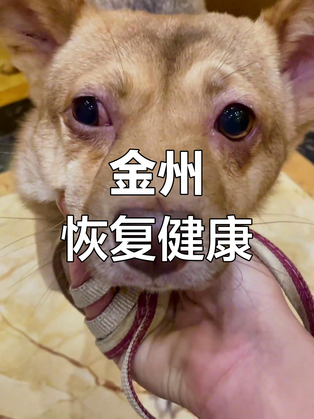 金州终于回家,眼睛息肉手术成功!感谢姐姐接送