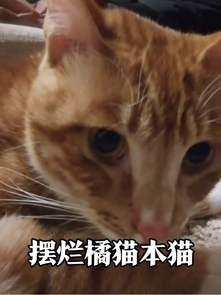 橘猫模仿人类上班摸鱼，生无可恋表情笑翻网友