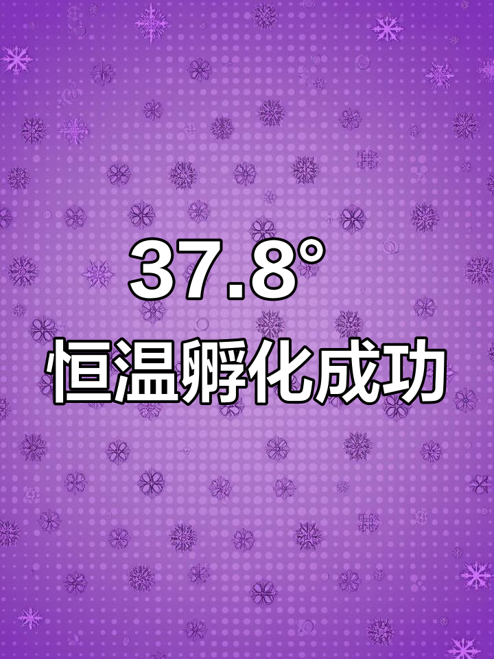 小鸡出壳全过程，50倍速见证生命奇迹