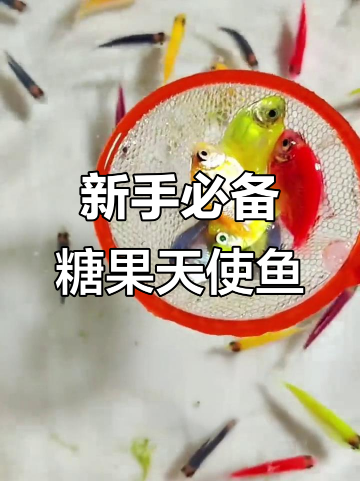 糖果色天使鱼，新手必养观赏鱼！超易照顾又美丽