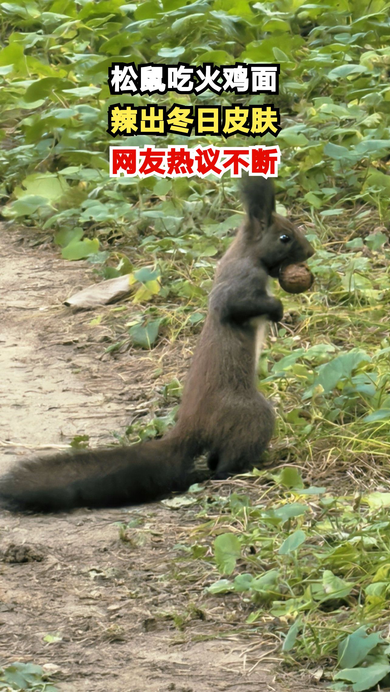 小松鼠被火鸡面辣到跳脚,这反应太真实了!