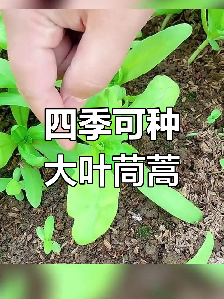 大叶茼蒿苗期特征与种植技巧,火锅必备美味蔬菜