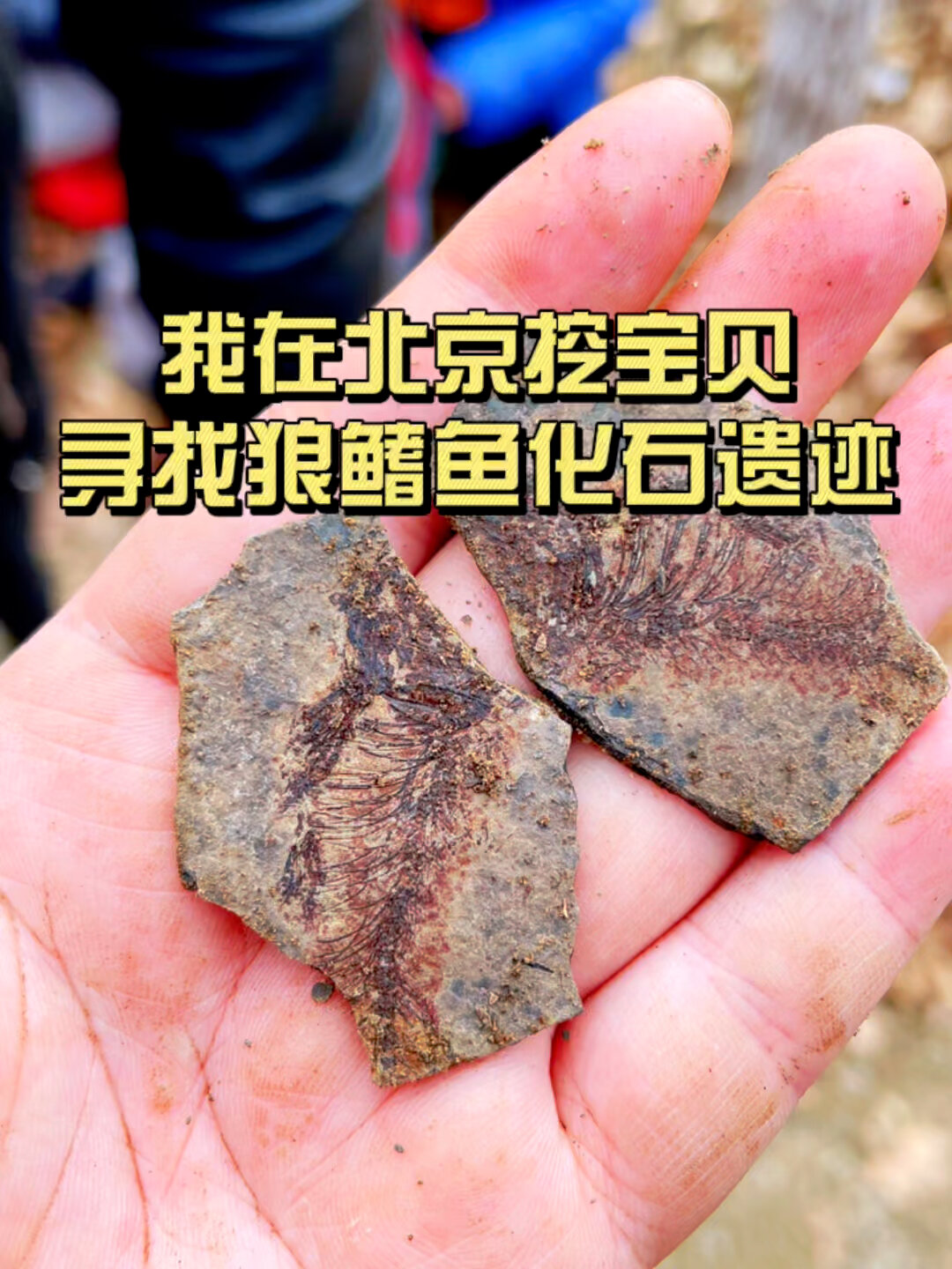 人手一枚狼鳍鱼!