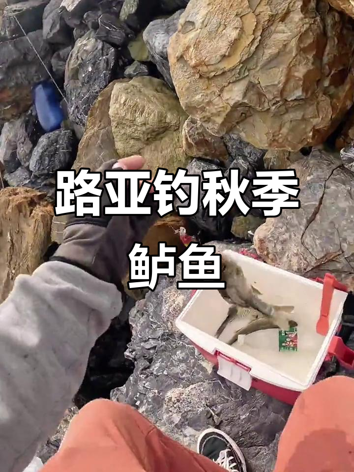 秋鲈鱼靠岸觅食,路亚钓技巧大揭秘