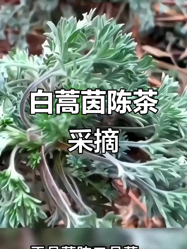 秦岭白蒿茵陈茶:野菜与药材的完美结合