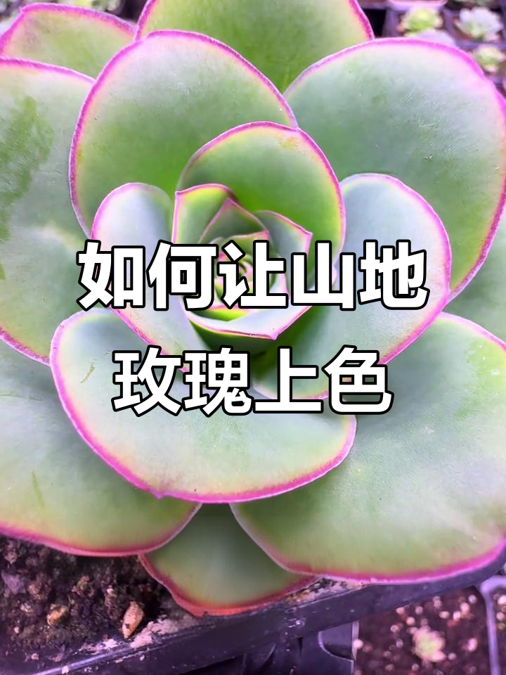 山地玫瑰生长期如何控水上色,打造美丽冰边效果