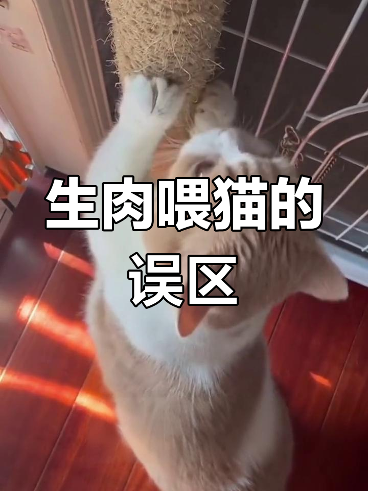 猫咪吃生骨肉的真相,了解这些谣言背后的原因