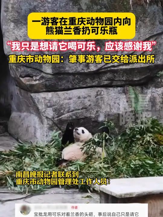 1月6日(原创采访时间)重庆,一游客在重庆动物园内向熊猫兰香扔可乐瓶:“我只是想请它喝可乐