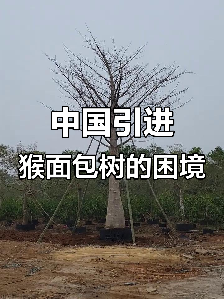 猴面包树在中国：现状与挑战