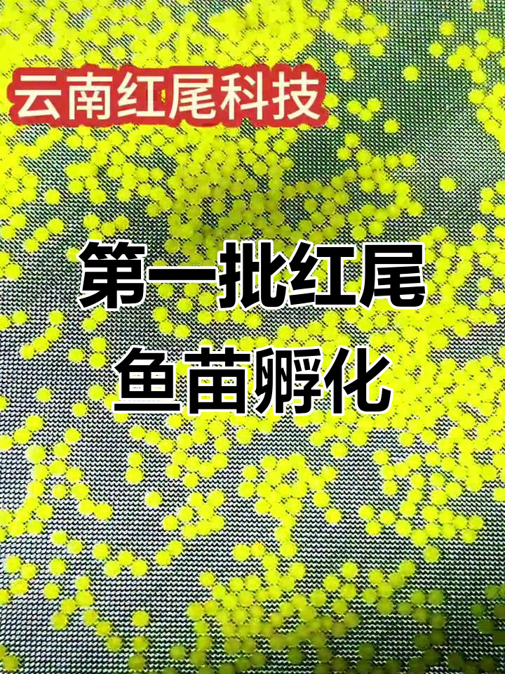 红尾巴鱼苗孵化成功,今年首批试产中