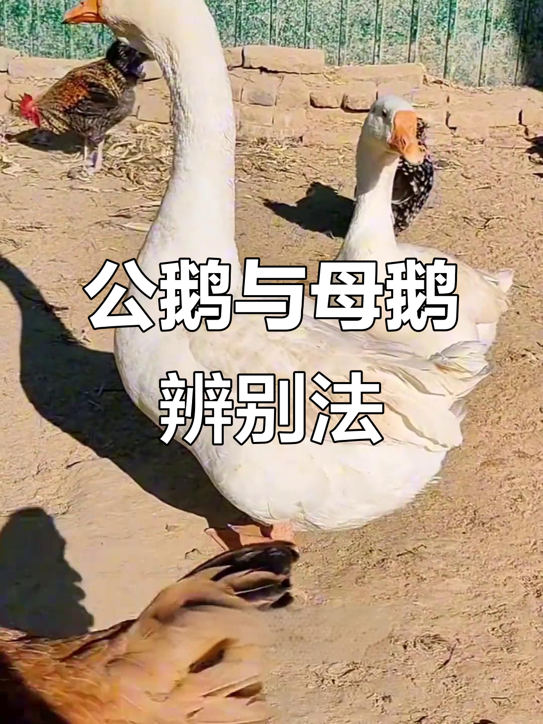 七种方法教你分辨公鹅母鹅，轻松掌握！